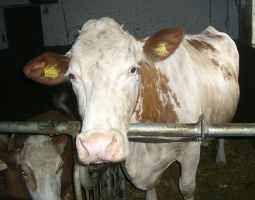 die Kuehe in der Winterumgebung-Stall1.JPG