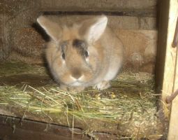 unsere kleinsten Mitbewohner.JPG