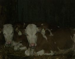 Kaelber in unserem Stall.JPG