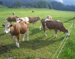 unsere kuehe bereits fleissig auf der Weide.JPG