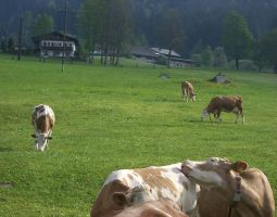 unsere kuehe bereits fleissig auf der Weide2.JPG