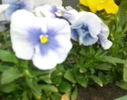 blumen vor dem Haus4.JPG