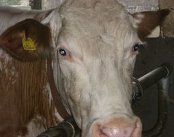 die Kuehe in der Winterumgebung-Stall.JPG