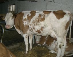 die Kuehe in der Winterumgebung-Stall4.JPG